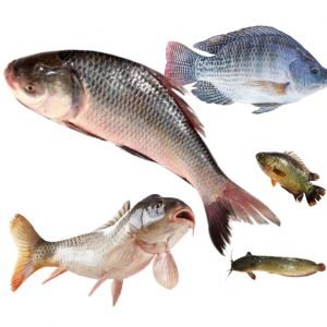 জীবিত মাছ (Live Fish)