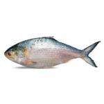 HILSHA FISH