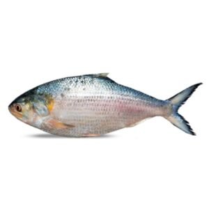 HILSHA FISH