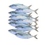 INDIAN MACKEREL